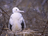 Magnificent Frigatebird Chick in its Nest, Fregata Magnificens, Galapagos Islands