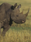 Black Rhinoceros Head, Diceros Bicornis, an Endangered Species, Kenya, Africa