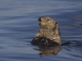 Sea Otter, Enydra Lutris, Surfacing from a Dive, California, Usa, Pacific Ocean
