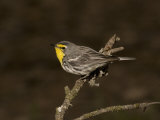Grace's Warbler Female (Dendroica Graciae) Perched on a Branch, Arizona, USA