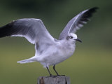 Laughing Gull Adult in Winter Plumage, Larus Atricilla, Eastern North America