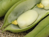 Buy Broad Bean Pod (Vicia Faba) Opened to Show Fresh Green Broad Beans and Felt Lined Pod at AllPosters.com