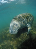 Buy West Indian Manatee, Trichechus Manatus Latirostris, Usa, Florida, Fl, Everglades at AllPosters.com