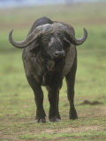 African Buffalo, Syncerus Caffer, Masai Mara Game Reserve, Kenya, Africa