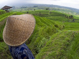 An Indonesian Worker Looks Out over Terraced Rice Paddies in the Interior of Bali, Indonesia
