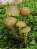 Poisonous Agaric Mushrooms (Cortinarius Gentilis) on a Mossy Log
