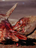 Komodo Dragons Eating Dead Dolphin, Varanus Komodoensis, Rinca, Komodo National Park, Indonesia