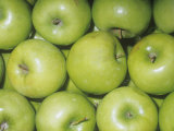 Apple Variety Granny Smith (Malus Domestica), Native to Asia Minor