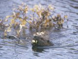Beaver Swimming with Recently Cut Branch Gathered for Food (Castor Canadensis), North America