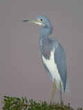 Tricolored Heron, Egretta Tricolor, Venice Rookery, Florida, USA