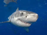 Great White Shark (Carcharodon Carcharias), Guadalupe Island, Mexico