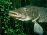 Pike Head (Esox Lucius)