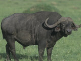 African Buffalo, Syncerus Caffer, Masai Mara Game Reserve, Kenya, Africa