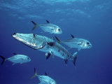 Buy A Great Barracuda (Sphyraena Barracuda) Surrounded by Jacks at AllPosters.com