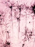 Buy Neurons of the Cerebral Cortex Showing the Dendrites, Cell Bodies, and Axons at AllPosters.com