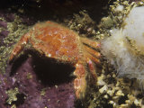 Cancer Crab, Cancer Branneri, British Columbia, Canada, Pacific Ocean