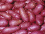 Buy Potato Variety Red Thumb(Solanum Tuberosum at AllPosters.com