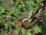 Northern Mockingbird (Mimus Polyglottos), North America