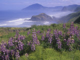 Lupines, Lupinus, and the Rocky Oregon Usa Coastline Near Nesika Beach