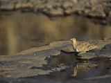 Black-Faced Sand Grouse Drinking at a Waterhole, Pterocles Decoratus, Samburu, Kenya, Africa