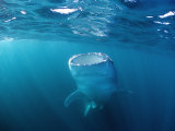 Whale Shark Filter Feeding on Plankton (Rhincodon Typus), Thailand, Indian Ocean
