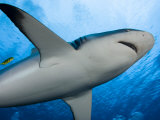 Gray Reef Shark Ventral View (Carcharhinus Amblyrhynchos), Yap, Micronesia