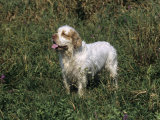 Clumber Spaniel Variety of Domestic Dog