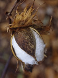 Cotton Boll Opening, Gossypium Hirsutum