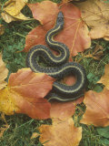 Eastern Garter Snake (Thamnophis Sirtalis Sirtalis)