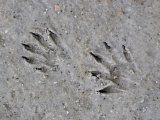 Buy Raccoon Tracks in the Mud, Procyon Lotor, USA at AllPosters.com