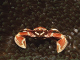 Spotted or Porcelain Anemone Crab (Neopetrolistes Maculatus), Pacific Ocean, Panglao Island