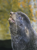 Northern Fur Seal Head (Callorhinus Ursinus), Alaska, USA
