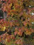 Poison Ivy Growing Up a Tree Trunk in the Fall, Toxicodendron Radicans, North America