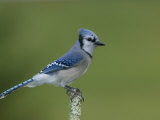 Blue Jay (Cyanocitta Cristata), USA