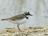 Little-Ringed Plover, Charadrius Dubius, Uzbekistan