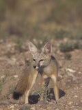 Kit Fox (Vulpes Macrotis), Southwestern North America