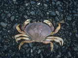 Dungeness or Market Crab, Cancer Magister, Pacific Coast of North America