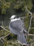 Gray Jay (Perisoreus Canadensis), USA