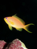 Lyretail Anthias Female, (Pseudanthias Squamipinnis), Maldives, Indian Ocean, Meemu Atoll