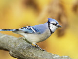 Blue Jay (Cyanocitta Cristata), North America