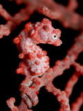 Pigmy Seahorse (Hippocampus Bargibanti) Protectively Colored on a Sea Fan, Indian Ocean