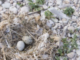 California Gull Eggs in Nest, Larus Californicus, Great Salt Lake, Utah, USA