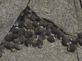 Black Turban Snails on a Tidepool Rock, Tegula Funebralis, Pacific Coast of North America