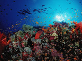 Coral Grouper and Reef, Cephalopholis Miniata, Sudan, Africa, Red Sea