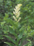 False Solomon's Seal, Smilacina Racemosa, North America. Note the Alternate Leaves