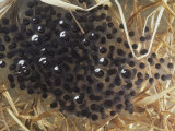 Buy Southern Leopard Frog Eggs, Rana Pipiens Sphenocephala at AllPosters.com