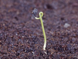 Buy Onion Seedling, Allium Cepa at AllPosters.com