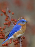 Male Eastern Bluebird in Crabapple (Sialia Sialis), North America. Missouri State Bird