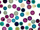 Althea Plant Pollen