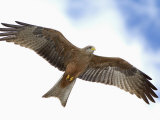 Yellow-Billed Kite in Flight, Milvus Aegyptius, Tanzania, Africa